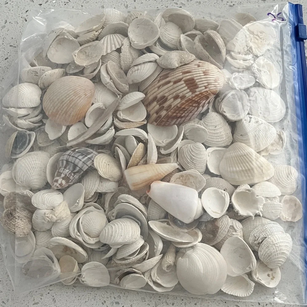 Beautiful Assorted Seashells Collection from Florida #25
